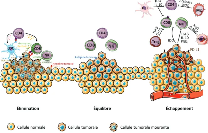 Figure 1 : Hypothèse des trois E dans l’immunité anti-tumorale. Lors de l’apparition de cellules tumorales, des  cellules  de  l’immunité  innée  comme  les  cellules  NK  sont  capables  de  lyser  les  cellules  tumorales