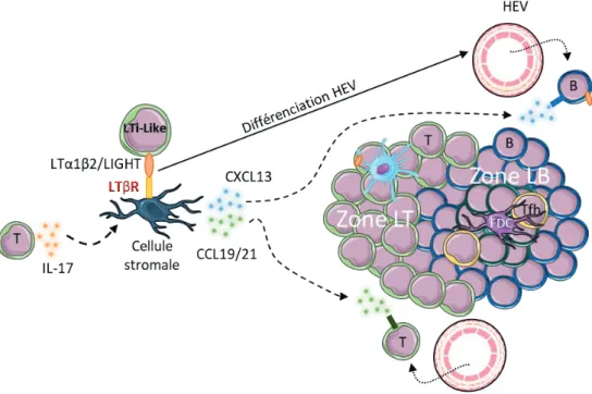 Figure  3  :  Mécanismes  d’induction  des  structures  lymphoïdes  tertiaires  dans  les  tissus  non-lymphoïdes