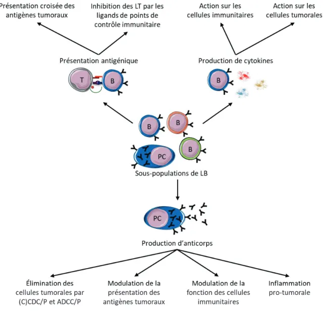 Figure 6 : Le rôle des lymphocytes B dans  les cancers pourrait  dépendre  de l’identité  des sous-populations  infiltrant les tumeurs et impliquer leurs trois fonctions principales