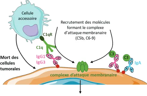 Figure 8 : Induction de la cytotoxicité/phagocytose (cellulaire) dépendante du complément
