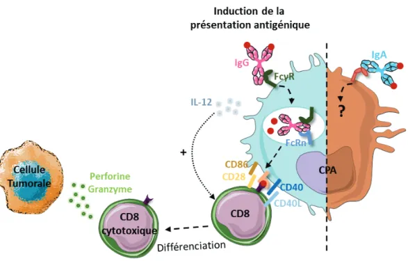 Figure 9 : Induction de la présentation et de la présentation croisée d’antigènes tumoraux aux LT CD8 par les  IgG
