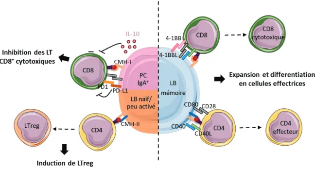 Figure 10 : Présentation des antigènes aux lymphocytes T CD4 +  et CD8 +  par les lymphocytes B