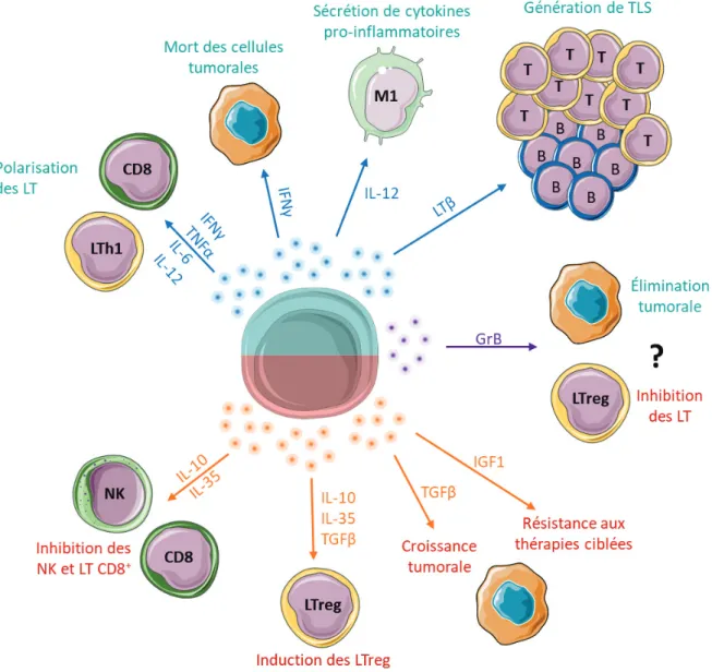 Figure 11 : Rôles pro-  versus anti-tumoraux des cytokines produites par les lymphocytes B