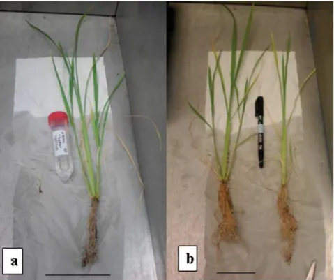 Figure 1: Plantes cultivées dans le substrat T 2  ayant été récoltées à 5 semaines après inoculation