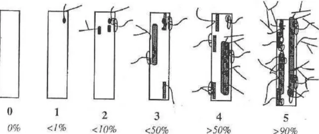 Figure 3 : Notation de l’intensité de mycorhization des fragments racinaires (d’après  Trouvelot 1986)  