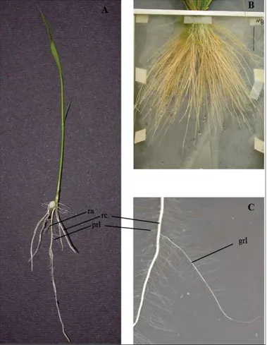 Figure 3: Système racinaire du riz (d’après Rebouillat et  al. 2009). A : système racinaire d’une plantule de riz  âgée  d’une semaine (cv Nipponbare