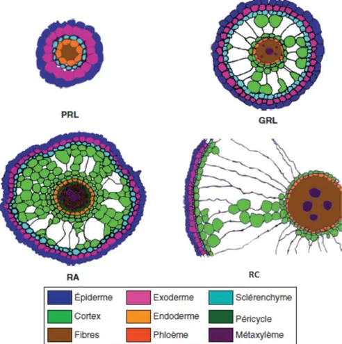 Figure 4: Anatomies radiales comparées des quatre types racinaires chez le riz (d’après Dievart et al