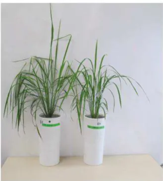 Figure 5 : phase végétative chez O. glaberrima var CG14 (gauche) et O. sativa ssp japonica var  Nipponbare, 7 semaines après semis (photo : Effa Effa, 2019) 