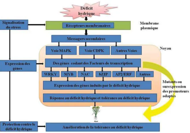 Figure 7 : Gènes et voies de signalisation impliqués dans la tolérance au déficit hydrique chez le  riz, adapté de Kumar (2019)  