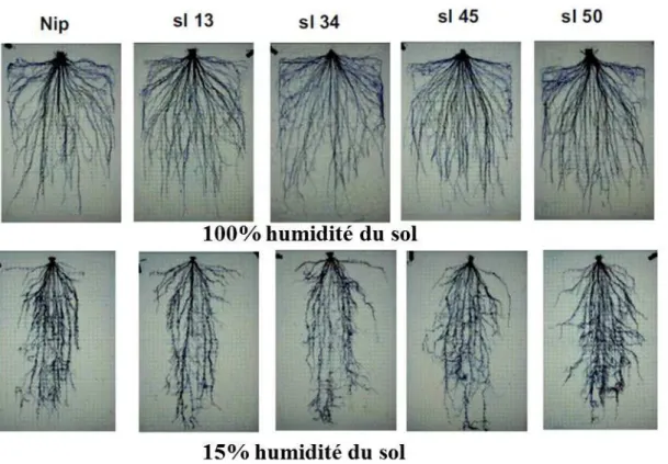Figure 9 : La croissance et la prolifération des racines de différents génotypes de riz (Nip, sl 13, sl  34, sl 45, sl 50) dans des pots sous deux conditions d’humidité du sol, 100% d’humidité de sol et 15% 