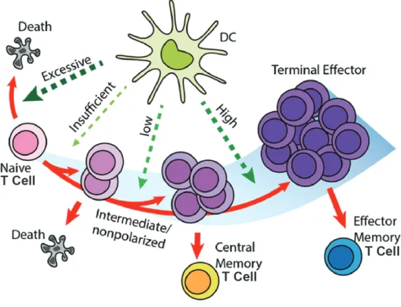 Figure 2.5 recapitulates this clonal expansion that lead to anergic T cells (if the  signal is too weak) or effector T cells and memory T cells