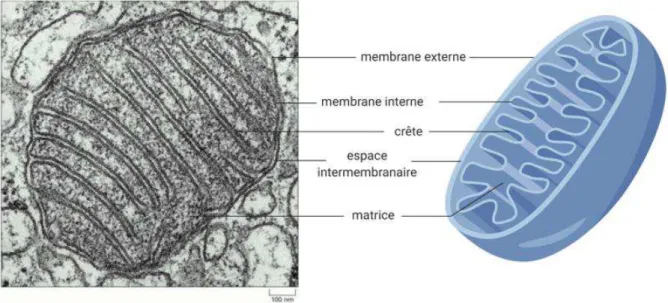 Figure  3.1.  Structure  d’une  mitochondrie.  Gauche  :  micrographie  d’une  mitochondrie  hépatique  humaine  par  microscopie  électronique  à  transmission
