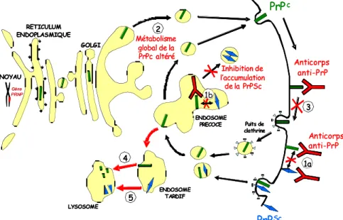 Figure 8 : Mécanismes hypothétiques d’inhibition de la PrPsc par les anticorps  