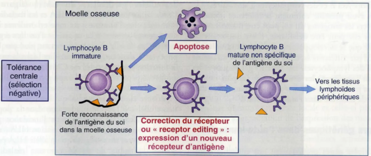 Figure 12 : Sélection négative et correction du récepteur des lymphocytes B immatures