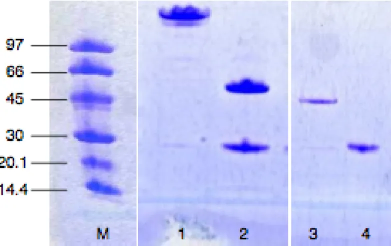 Figure 30 : Pureté des anticorps monoclonaux et de leur dérivé Fab : exemple du SAF34 