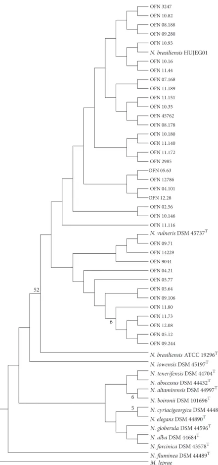 Figure 1: Phylogenetic distribution of rrs gene of 36 N. brasiliensis clinical strains analyzed in this study using neighbour-joining method, Kimura’s two-parameter model, and bootstrap of 1000
