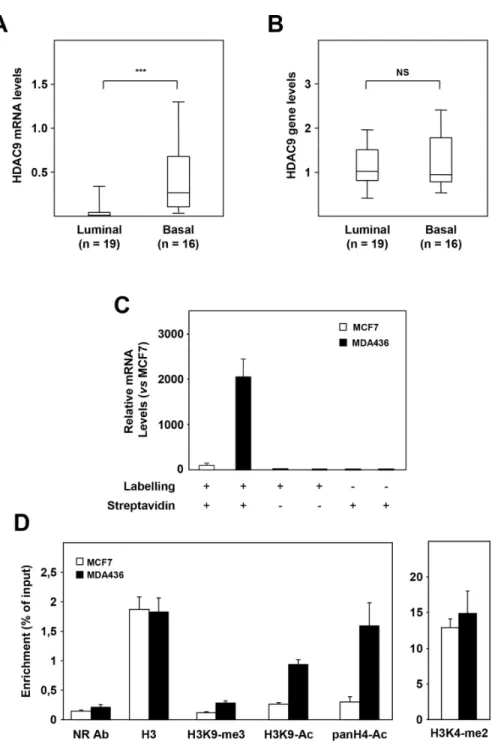 Figure 2: Mechanisms of HDAC9 deregulation in basal breast tumor cells.  A. HDAC9 mRNA levels were measured in luminal  (n=19) and basal (n=16) breast tumor cell lines using RT-qPCR as described in Materials and Methods