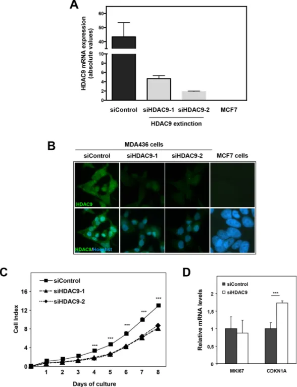 Figure 4: Effect of HDAC9 knock-down on breast cancer cell proliferation.  A. HDAC9 expression was measured by RT-qPCR  in MDA-MB436 cells after silencing (siHDAC9-1 and siHDAC9-2) or not (siControl) of the HDAC9 gene