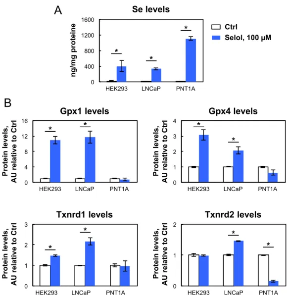 Figure 7. Comparison of Selol activities in three different human cell lines. (A) Selenium content in  HEK293, LNCaP, PNT1A treated or not with 100 µM Selol