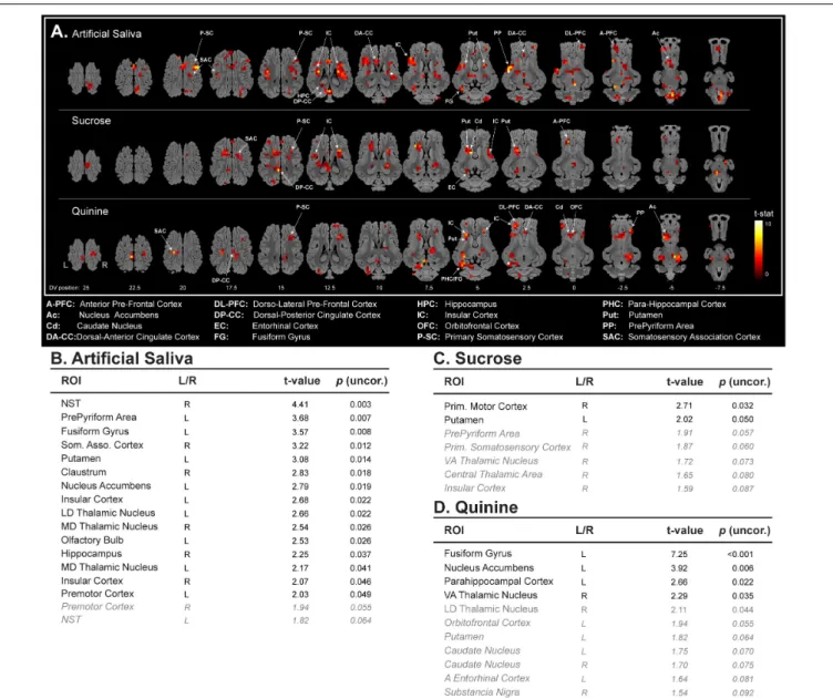 FIGURE 2 | (A) Horizontal maps of global brain BOLD responses to artificial saliva, sucrose, quinine, and between sucrose and quinine stimulations