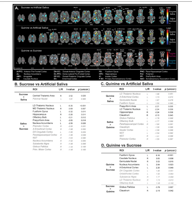FIGURE 3 | (A) Horizontal maps of global brain responses between quinine and artificial saliva, as well as sucrose and artificial saliva stimulations