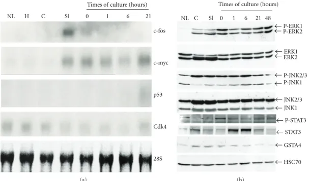 Figure 5: Sequential activation of cell cycle markers and signalling pathways.(a) Northern blot analysis of c-fos, c-myc, and p53 mRNAs.