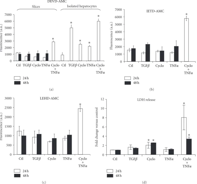 Figure 4: Caspase activities and LDH release in cultured slices and hepatocytes upon treatments with TGFβ, TNFα, and cycloheximide.