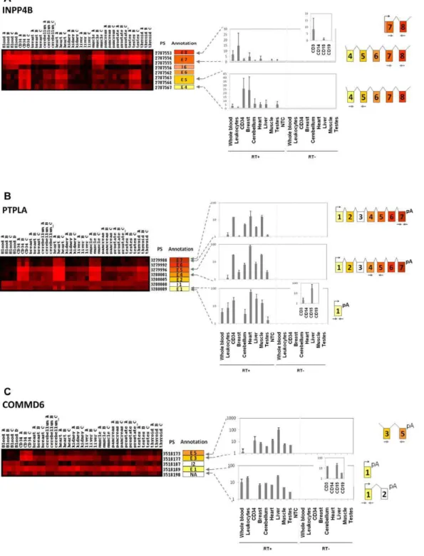 Figure 4. Differential exon expression between whole blood and HSPC: splice isoform switch during hematopoietic differentiation.