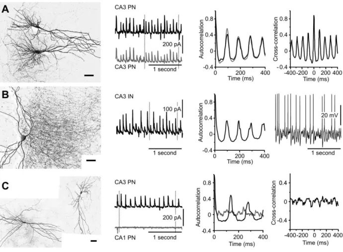 Fig. 2. Rhythmic activity induced by OGD occurs across the CA3 region. A) Paired voltage- voltage-clamp recordings of two CA3 pyramidal neurons show that the OGD-induced activity was highly  synchronized between cells