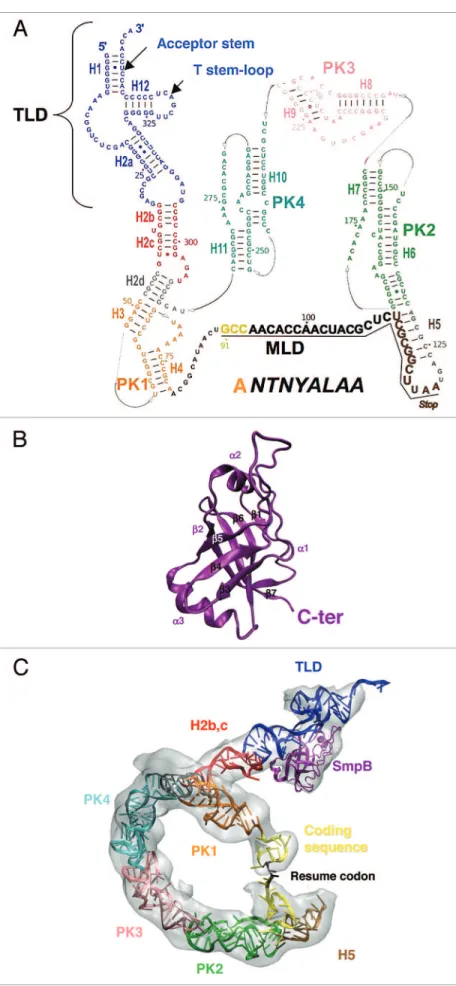 Figure 1. tmrNA and SmpB secondary and tertiary  structures. (A) Secondary structure of tmrNA from  Ther-mus thermophilus, with emphasis to its structural  do-mains (helices H1-H12 and pseudoknots PK1-PK4)