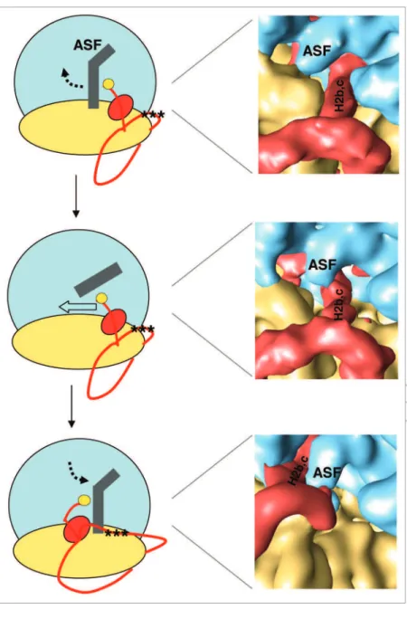 Figure 3. A-site inger (ASF, in gray) motion (see ref. 81 for more details) as the 