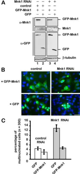 Fig. 2. Polyploidy phenotype of MNK1-depleted cells is rescued by expressing a GFP–wt-MNK1 RNA that is resistant to RNAi