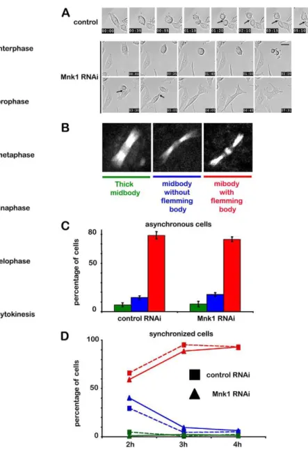 Fig. 4. MNK1 depletion triggers a cytokinesis defect. (A) Selected frames from a time-lapse recording of HeLa cells using Hoffman contrast during mitosis in control cells (top, supplementary material Movie 1) or MNK1 depleted cells (bottom, supplementary m