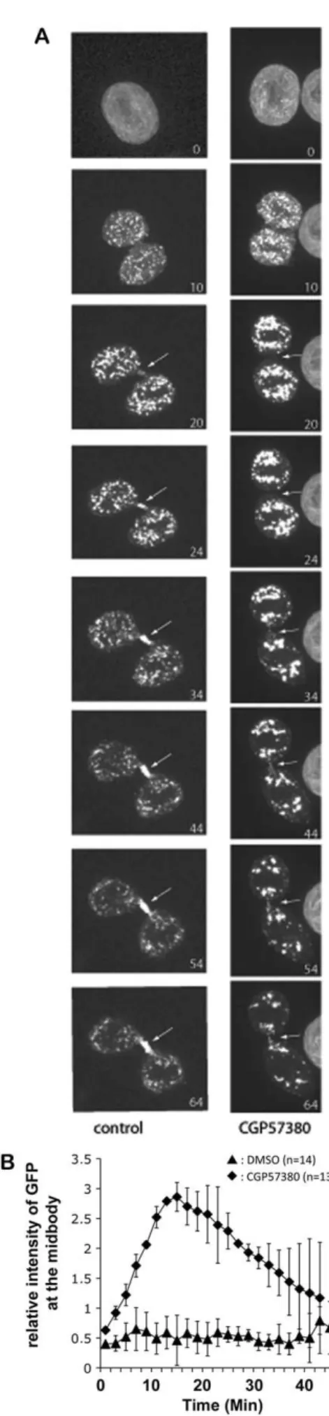 Fig. 5. MNK1 is required for membrane vesicle recruitment and accumulation at the midbody