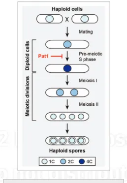 Figure 1. Meiosis in fission yeast results in  the production of four haploid spores from  a diploid cell