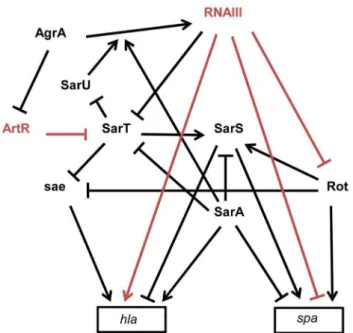 Figure 3. Schematic overview of the multiple interactions between sRNAs and transcriptional regulators involved in spa (protein A) and hla (a-hemolysin) expression in S