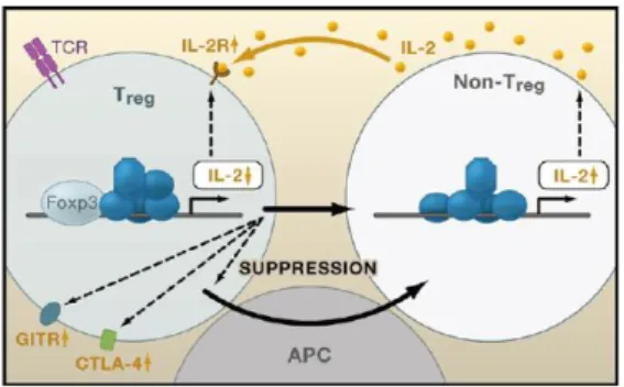 Figure 2 – Key role of IL-2 in immune homeostasis  From: Sakaguchi, S., et al. Cell, 2008