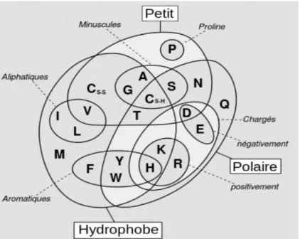 Figure  9:  Les  20  acides-aminés  regroupés  selon  leurs  propriétés  physico-chimiques