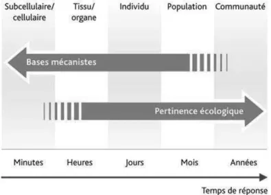 Figure 1.2 :  Pertinence mécanistique ou écologique selon le niveau d’organisation biologique étudié (Source : IRSN) 