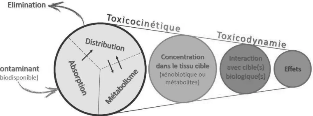 Figure 1.3 :  Schématisation des concepts de toxicocinétique et de toxicodynamie 