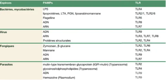 Figure 1.6 – PAMPs utilisé pour la détection des microbes et leur TLRs associés. Adapté de [37]