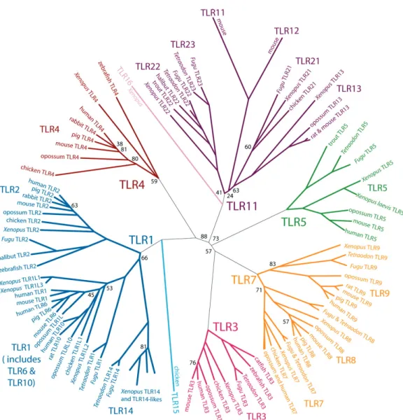Figure 1.7 – Arbre moléculaire des TLRs vertébrés