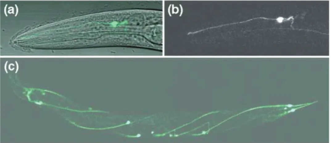 Figure 1.9 – Proﬁl d’expression de tol-1 chez C. elegans (a-c) Images en confocal et en contraste de phase de tol1-GFP ; la tête est à gauche