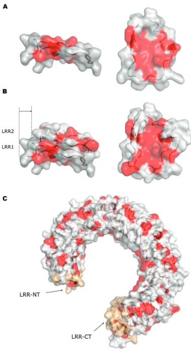 Figure 2.4 – Stabilisation de la structure de TLR3 par empilement des LRRs.
