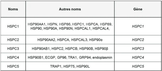 Tableau 6. Membres de la famille des HSP90. 