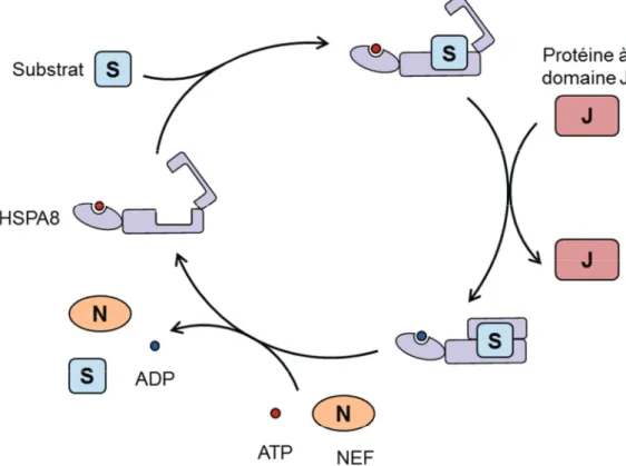 Figure  15.  Cycle  d’activité  moléculaire  de  HSPA8.  HSPA8,  en  position  « ouverte »  lie  le  substrat  protéique