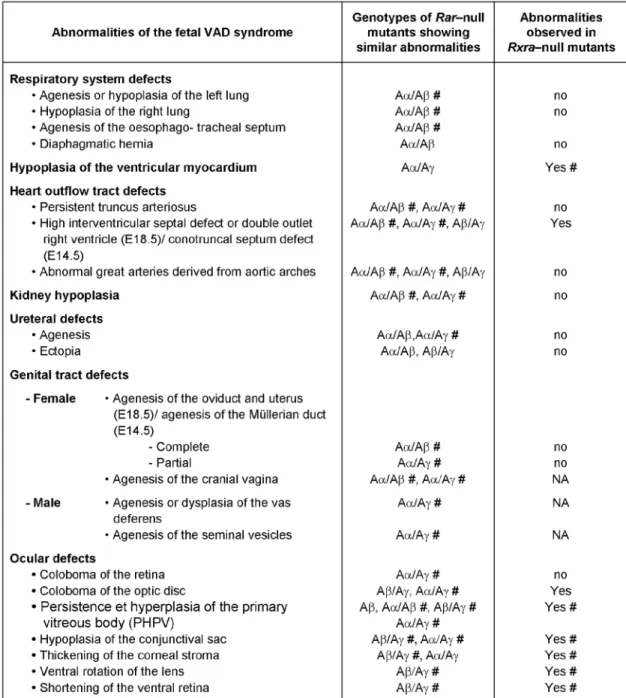 Table 2.  Abnormalities of the fetal vitamin A deficiency (VAD) syndrome (Wilson et al., 1953) present in Rarb-null mutants (Aβ), Rxra-null mutants and in compound Rara/b-, Rara/g- and Rarb/g-null mutants