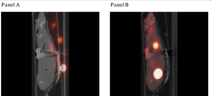 Figure 3 PET-CT image reconstruction: effect of image registration. Micro-CT combined with micro-PET before image registration (panel A) and after (Panel B).