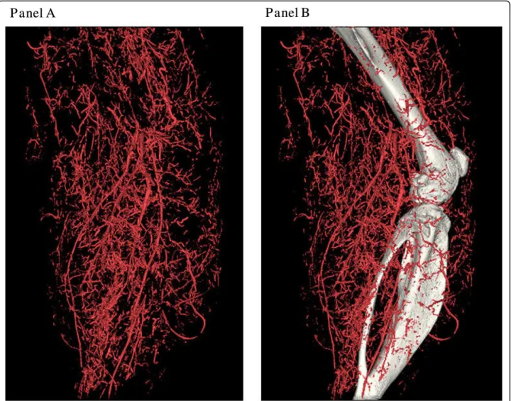 Figure 5 High-resolution micro-CT 3D volume rendering of ligated hindlimb filled by 30% bismuth