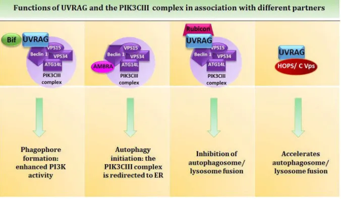 Figure 6: The essential roles of UVRAG and and the PIK3CIII complex in autophagy. 